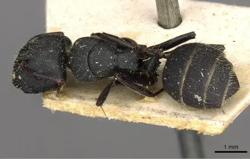 Camponotus libanicus - CASENT0910440