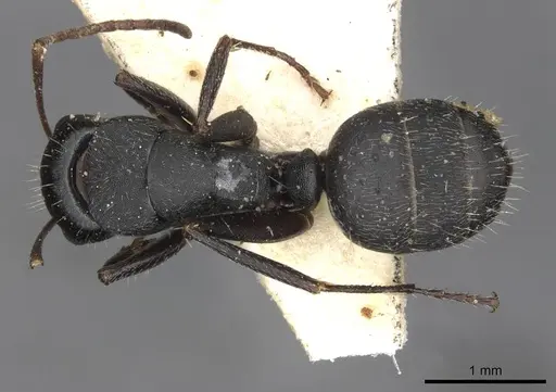Camponotus libanicus - CASENT0910441