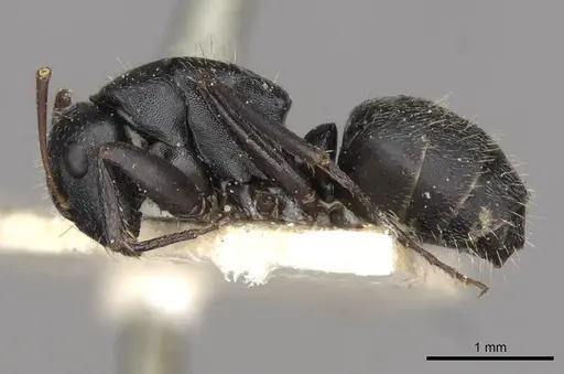 Camponotus libanicus - CASENT0910441