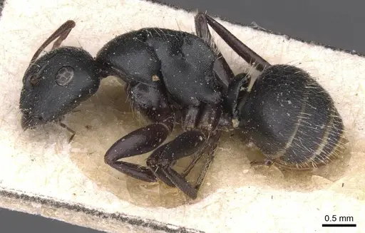 Camponotus libanicus - CASENT0913700