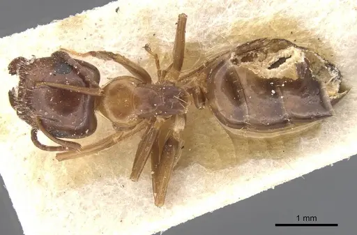 Camponotus lighti specimen