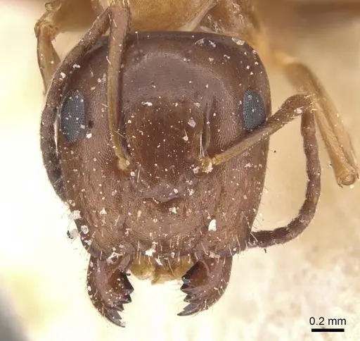Camponotus lighti specimen