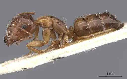 Camponotus lighti specimen