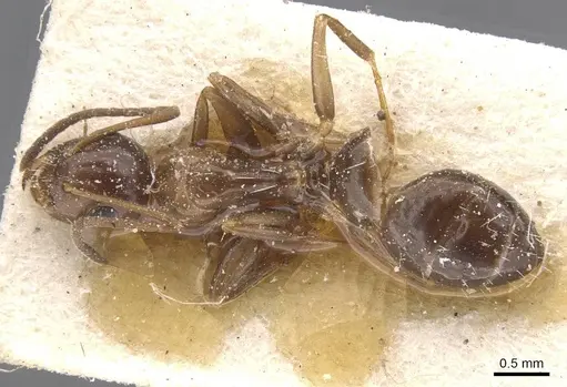 Camponotus lighti - CASENT0911661