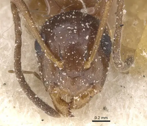 Camponotus lighti - CASENT0911661