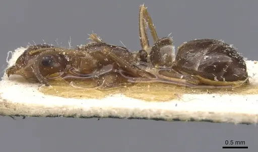 Camponotus lighti - CASENT0911661