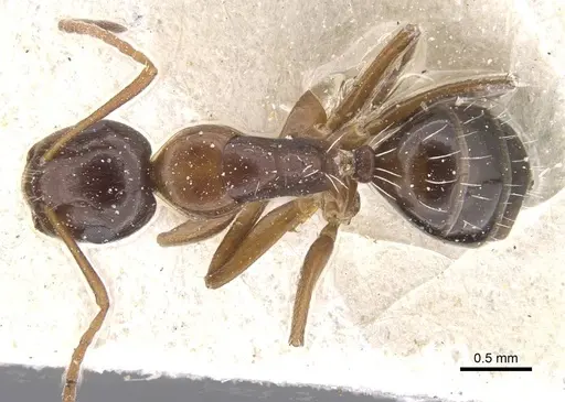 Camponotus lighti - CASENT0911666