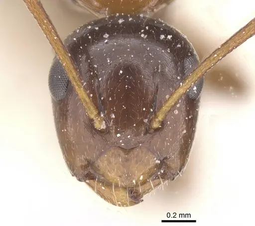 Camponotus lighti - CASENT0911666