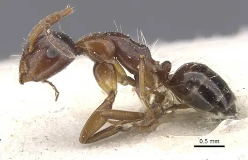 Camponotus lighti - CASENT0911666