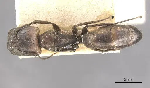 Camponotus lilianae specimen