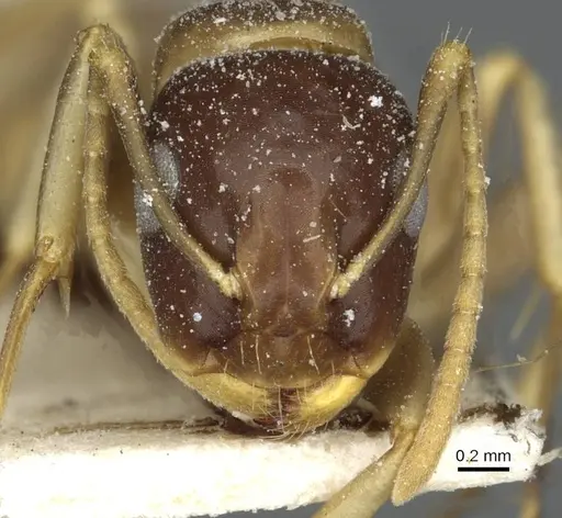 Camponotus limbiventris specimen