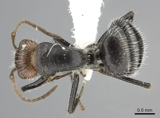 Camponotus lindigi specimen