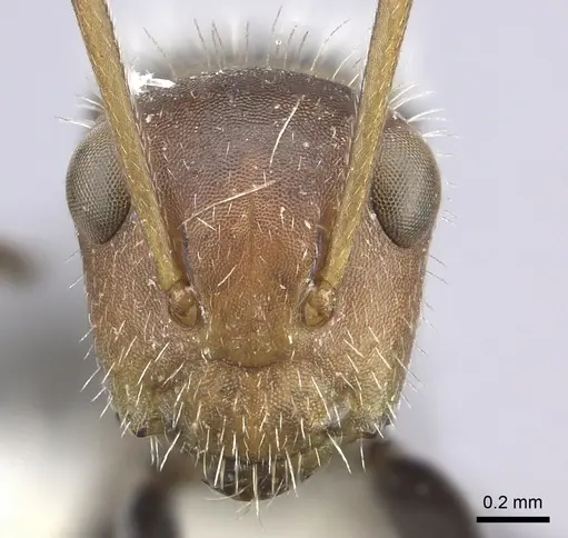 Camponotus lindigi specimen
