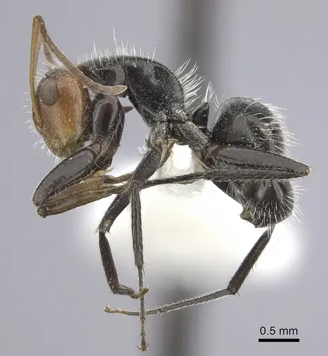 Camponotus lindigi specimen