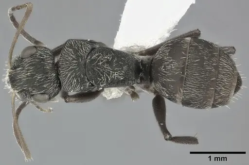 Camponotus linnaei specimen