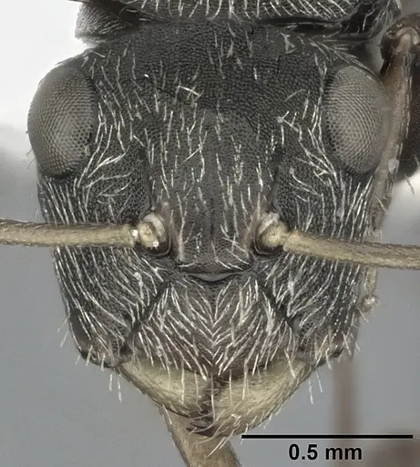 Camponotus linnaei specimen