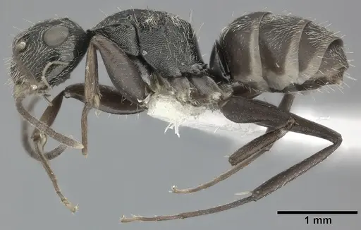 Camponotus linnaei specimen