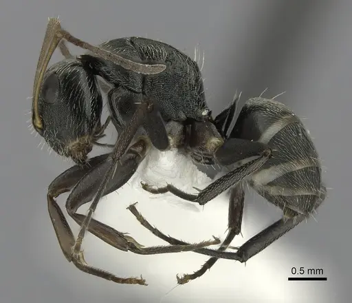 Camponotus linnaei - CASENT0280085