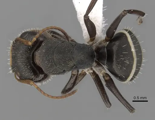 Camponotus linnaei - CASENT0280086