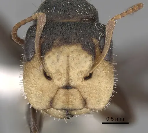 Camponotus linnaei - CASENT0280086