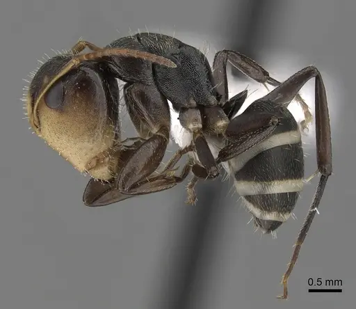 Camponotus linnaei - CASENT0280086