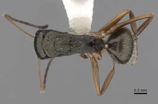 Camponotus linnaei - CASENT0280089