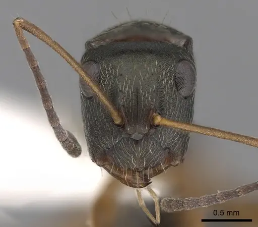 Camponotus linnaei - CASENT0280089