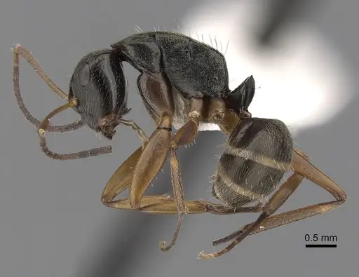 Camponotus linnaei - CASENT0280089