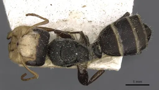 Camponotus linnaei - CASENT0910673