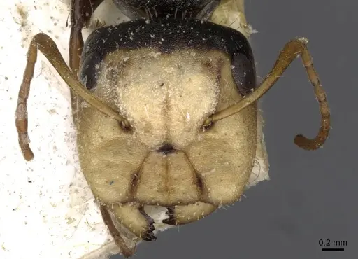 Camponotus linnaei - CASENT0910673
