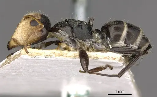 Camponotus linnaei - CASENT0910673