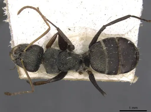 Camponotus linnaei - CASENT0910674