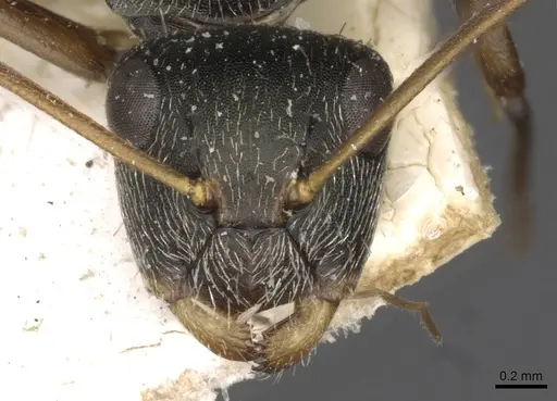 Camponotus linnaei - CASENT0910674