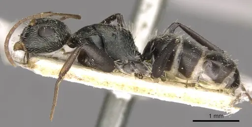 Camponotus linnaei - CASENT0910674