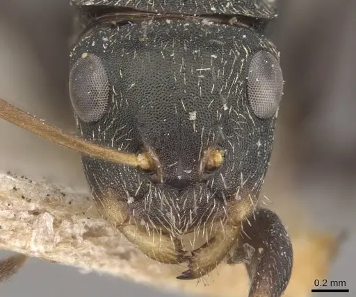 Camponotus linnaei - CASENT0910746