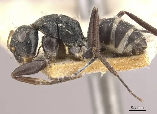 Camponotus linnaei - CASENT0910746