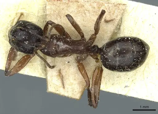 Camponotus linnaei - CASENT0911965