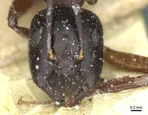 Camponotus linnaei - CASENT0911965