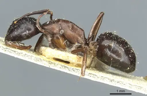 Camponotus linnaei - CASENT0911965
