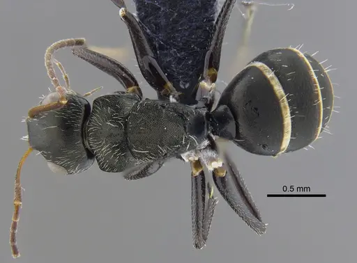 Camponotus linnaei - CBUMAGENT41783