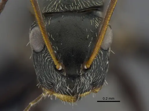 Camponotus linnaei - CBUMAGENT41783