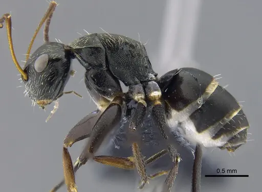 Camponotus linnaei - CBUMAGENT41783