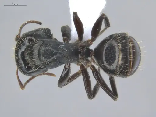 Camponotus linnaei - ECOFOG-IT14-0801-33-S