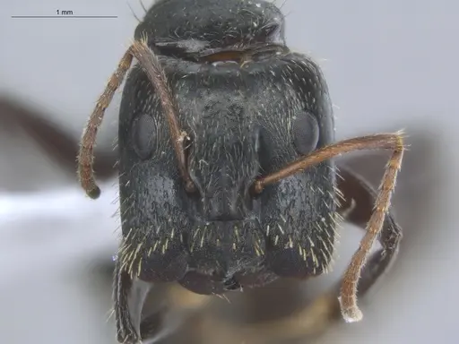 Camponotus linnaei - ECOFOG-IT14-0801-33-S