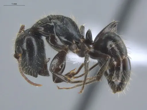 Camponotus linnaei - ECOFOG-IT14-0801-33-S