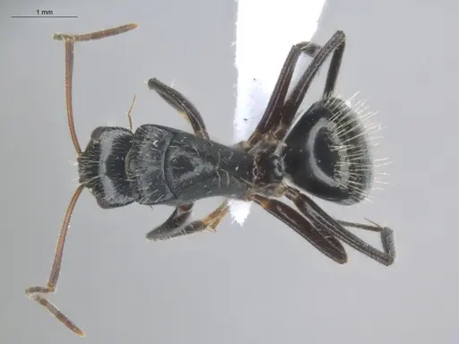 Camponotus linnaei - ECOFOG-IT14-0801-33