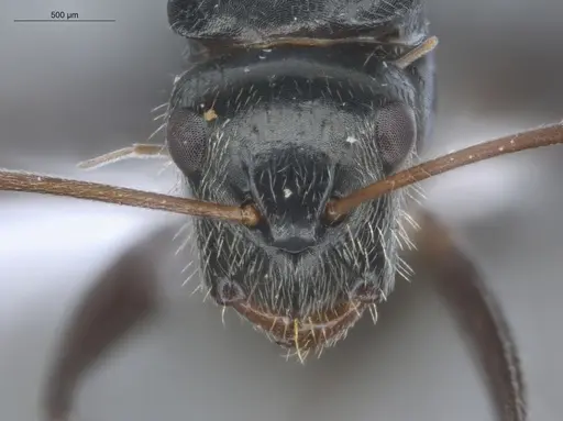 Camponotus linnaei - ECOFOG-IT14-0801-33