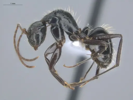 Camponotus linnaei - ECOFOG-IT14-0801-33