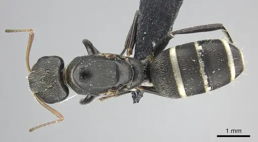 Camponotus linnaei - INBIOCRI001236183