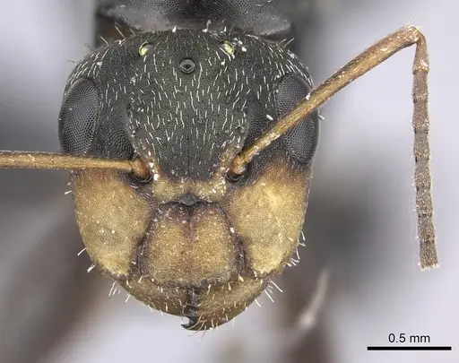 Camponotus linnaei - INBIOCRI001236183